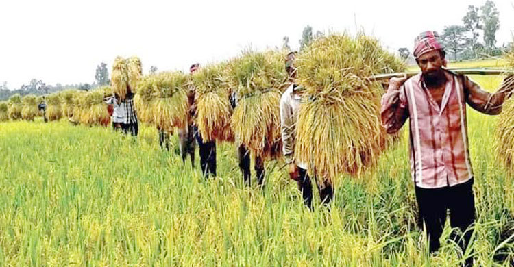 Bangladesh: 10 to 15 lakh tonne rice to be exported 